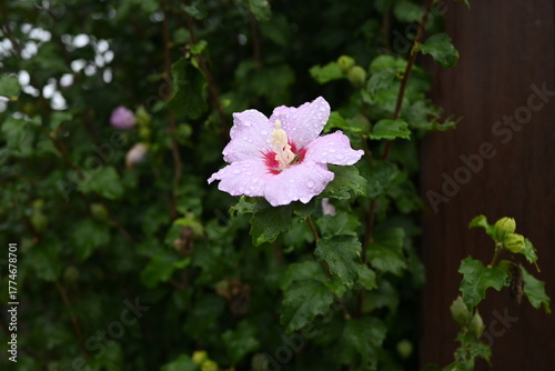Mugunghwa (Rose of Sharon) Flower Blooming in Garden