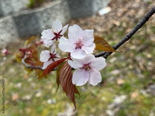 美しいエゾヤマザクラ
