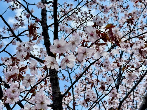 美しいエゾヤマザクラ