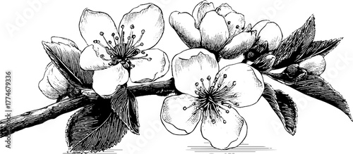 Cherry blossom border with intertwined leaves for spring designs