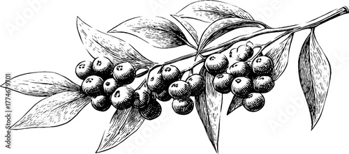 Circular floral design featuring olive branches and berries engraving for vintage appeal