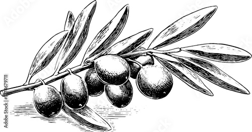Circular floral olive branch engraving with berries for vintage design