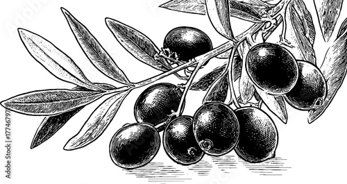 Circular floral engraving of olive branches with berries for vintage design