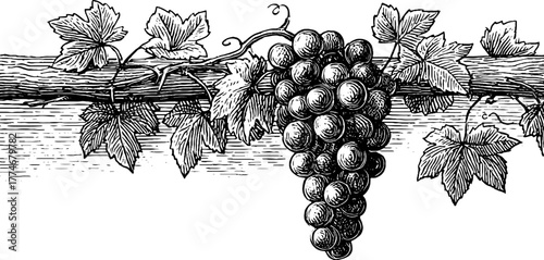 Vintage grape cluster on vine with twisting tendrils - perfect for wine labels and rustic decor