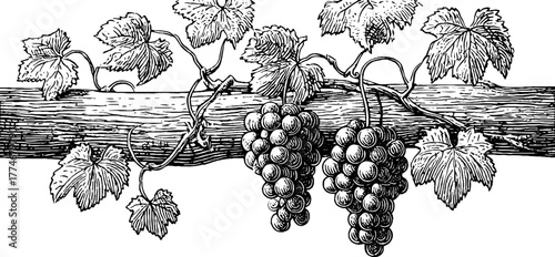 Vintage illustration of grapes with twisting tendrils