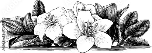 Elegant decorative divider line with botanical motifs for vintage design