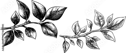 Decorative divider line with curved botanical motifs for vintage design and print