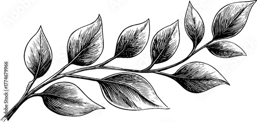 Elegant botanical divider line design for vintage decor and invitations