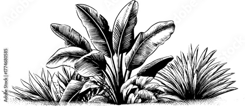 Engraved abstract symmetrical arrangement of tropical leaves for wall art or print design