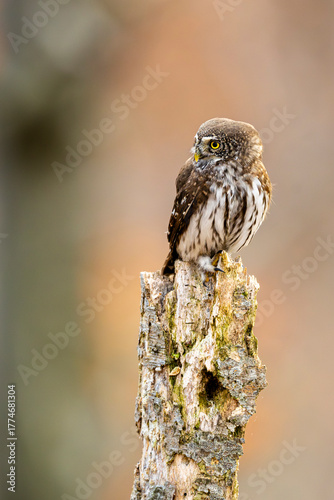 Eurasian Pygmy Owl, Glaucidium passerinum