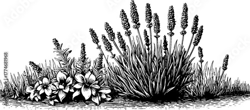 Vintage engraved border ornament featuring lavender branches and herbal details for design