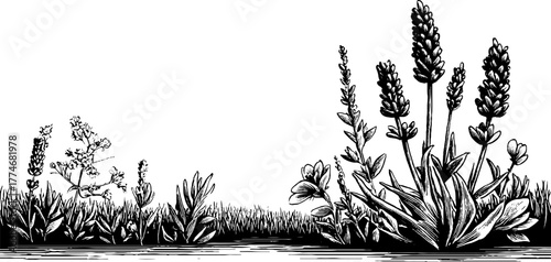 Engraved lavender border ornament with herb details for elegant design