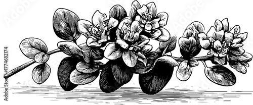 Engraved botanical composition of oregano leaves and flowers for herbal design