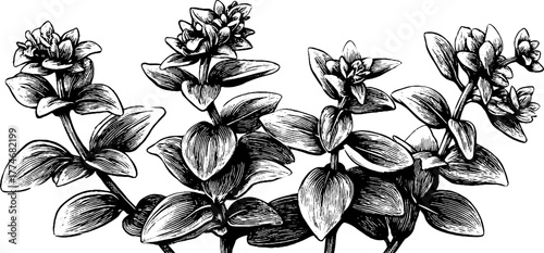 Vintage botanical sketch of oregano leaves and flowers engraving for retro design