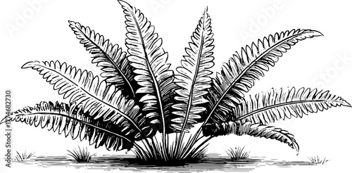 Vintage circular fern composition with radiating symmetrical design - ideal for retro print projects