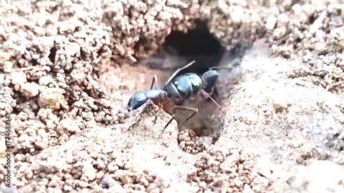 Close-up of black ants entering their nest in tree bark