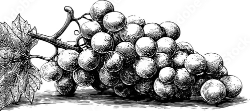 Vintage hand-drawn engraving of grapes cluster with geometric details for design use