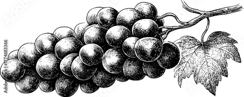Engraved grapes cluster with geometric design for vintage art projects