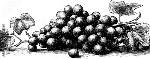 Vintage grapes design with geometric touch for retro poster and print decoration