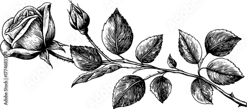 Vintage rose branch with circular sun in engraved style design for decorative use