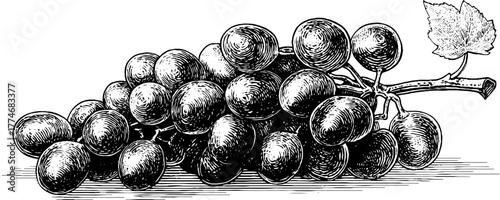 Vintage engraving of grapes cluster with geometric elements for design and print