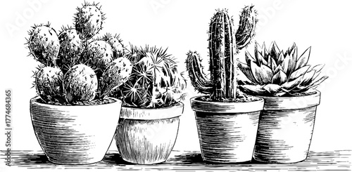 Vintage engraving of potted cactus and succulent plants for botanical design