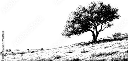 Wind-swept tree on hilltop in vintage engraved style for natural landscape design