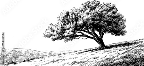 Engraved landscape of wind-blown tree on hill capturing natural weather elements