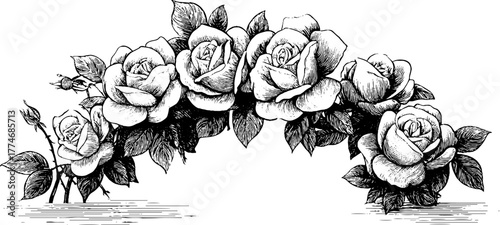Decorative floral composition blooming roses vintage sketch hand drawn engraving illustration. Classic botanical ribbon design with elegant petals and intricate romantic ornamentation.
