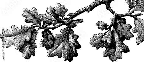 Decorative composition of engraved oak branches with geometric accents for vintage design