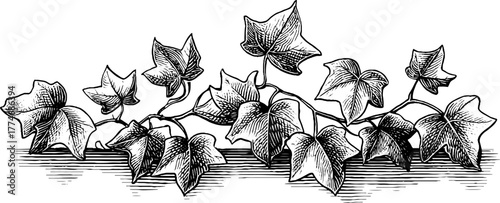 Vintage engraved pattern of climbing ivy and delicate curl design for art and decoration