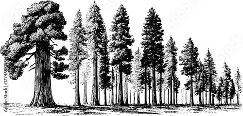 Vintage tree silhouette illustration for retro packaging design