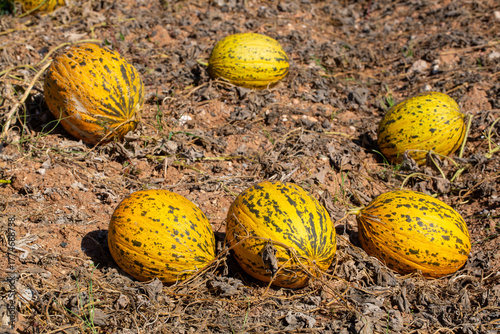 Ripe Kirkagac Melons Ready ...