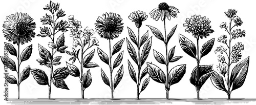 Vintage engraved herbarium composition with dried leaves for botanical decor and design