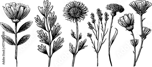 Vintage herbal composition with intricate engraved botanical elements for design usage