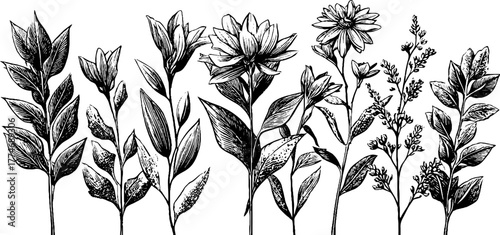 Vintage herbarium composition: engraved dried leaves and flowers for design and decoration