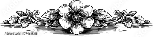 Vintage floral ornament with engraved horizontal divider and scrolls for design and decoration