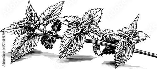 Vintage engraved illustration of nettle leaves and stem for botanical design