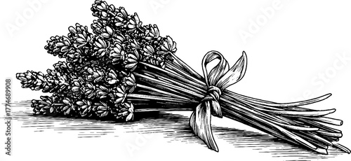 Vintage lavender bundle with ribbon - detailed hand-drawn engraving for rustic decor