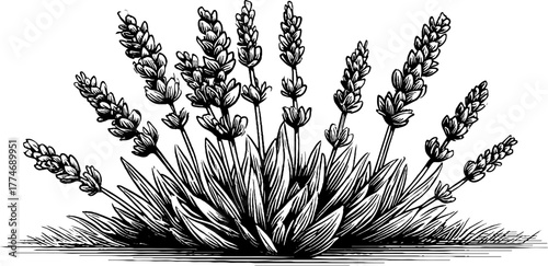 Vintage sketch of intersecting lavender stems - retro botanical etching for design