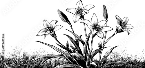 Elegant floral engraving with delicate flowers in linear composition for design and decoration