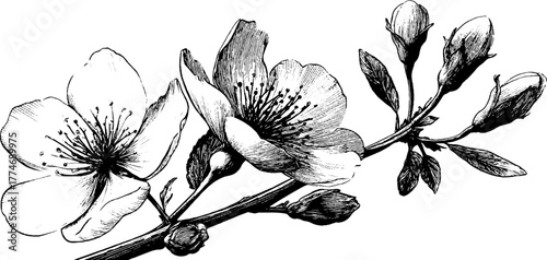 Elegant floral design with delicate flowers for vintage art and decoration