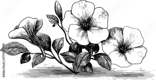 Elegant engraved floral composition with delicate flowers for vintage design and decoration