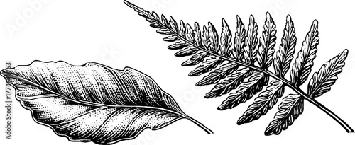 Minimalist engraving of fern leaf with geometric design for botanical art