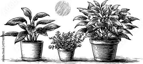 Modern engraved artwork of potted houseplants with circular accent for creative decoration