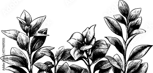 Vintage engraved decorative frame with symmetrical leaf motif