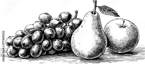 Modern engraved fruit composition with grapes, pear, and apple for retro design
