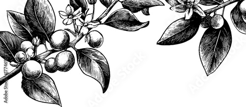 Intricate ornamental frame with botanical vines and scrolls for elegant design