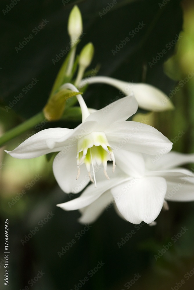 Fototapeta premium Plant list 2025 - Eucharis grandiflora (Amazon Lily)