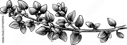 Vintage engraving of thyme sprig with delicate leaves and stems for botanical design